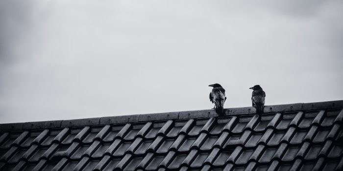 820414-Crows-Birds-Roof-Two